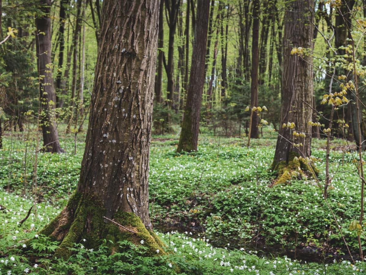 Lesna 21 Dom Poludnie Przy Puszcza Bialowieska Luka Exteriör bild