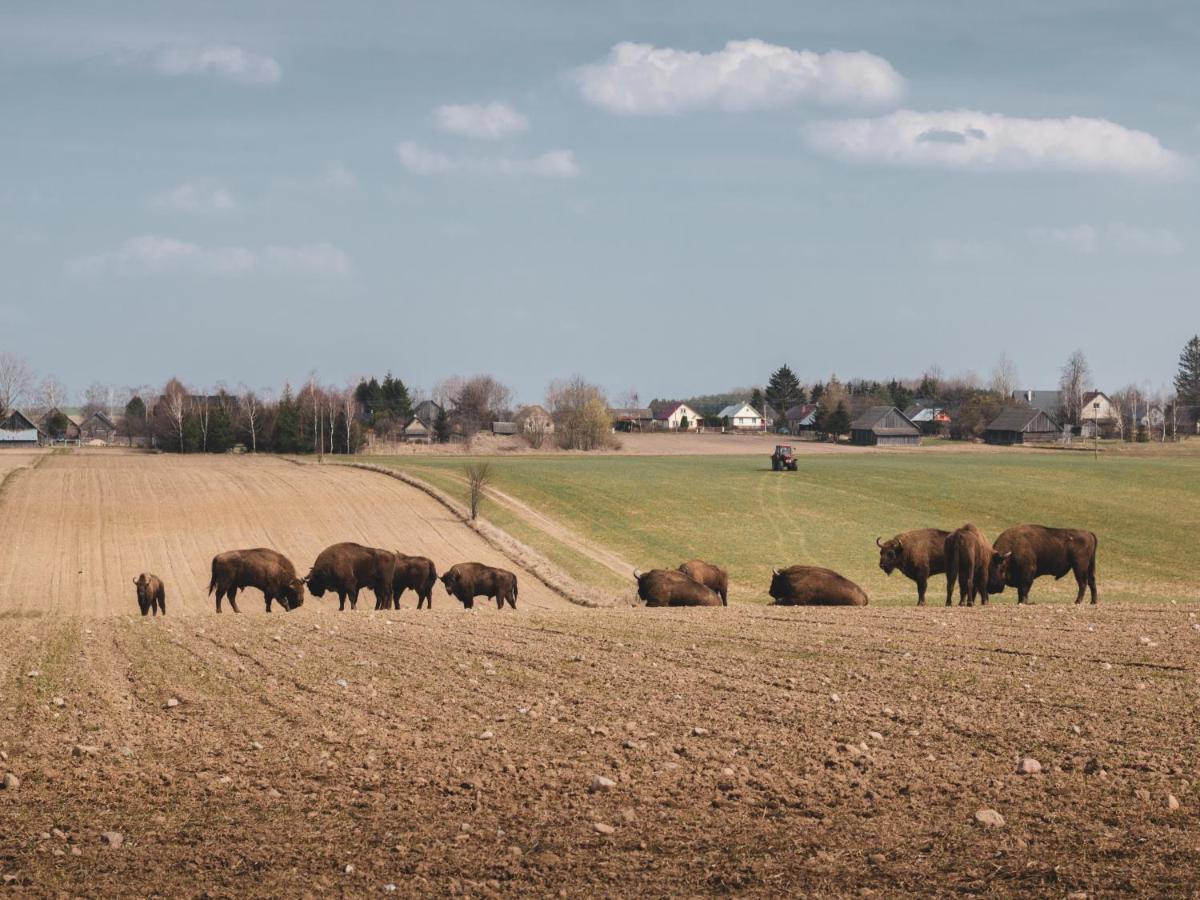 Lesna 21 Dom Poludnie Przy Puszcza Bialowieska Luka Exteriör bild
