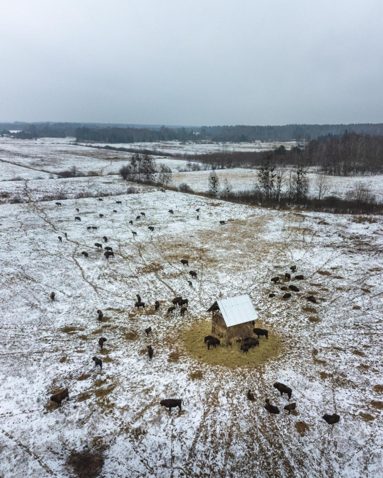 Lesna 21 Dom Poludnie Przy Puszcza Bialowieska Luka Exteriör bild